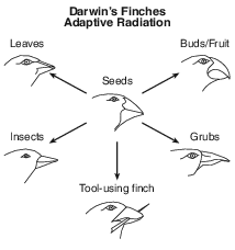 labs, lab, the beaks of finches fig: lenv12013-exam_g28.png